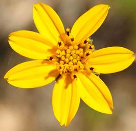 DAPACU Flora Photography