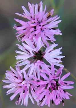 DAPACU Flora Photography