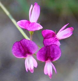 DAPACU Flora Photography